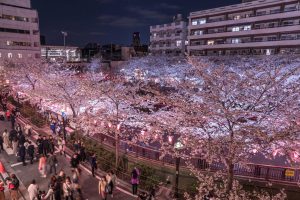 目黒川　夜桜　風景